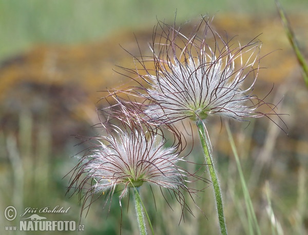 Pulsatilla pratensis subsp. bohemica