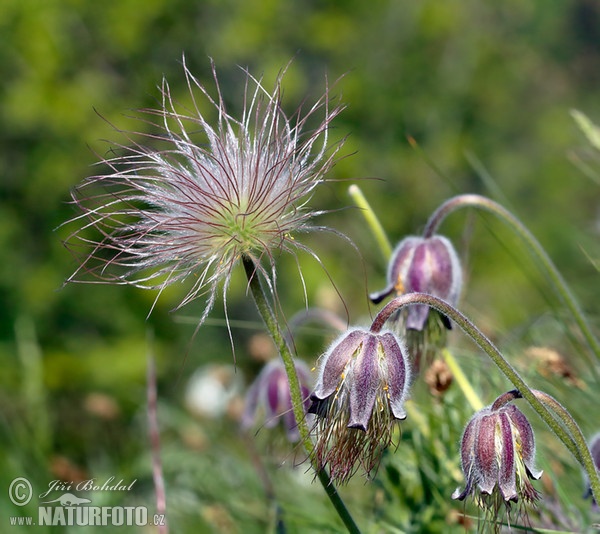 Pulsatilla pratensis subsp. bohemica