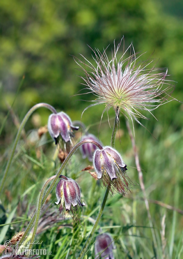 Pulsatilla pratensis subsp. bohemica