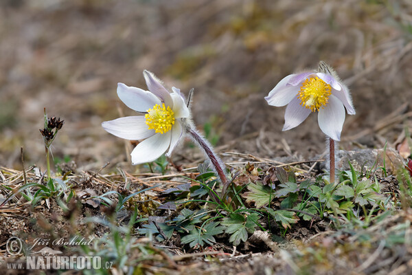 Pulsatilla vernalis