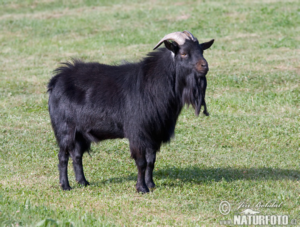 Pygmy Goat (Capra aegagrus hircus)
