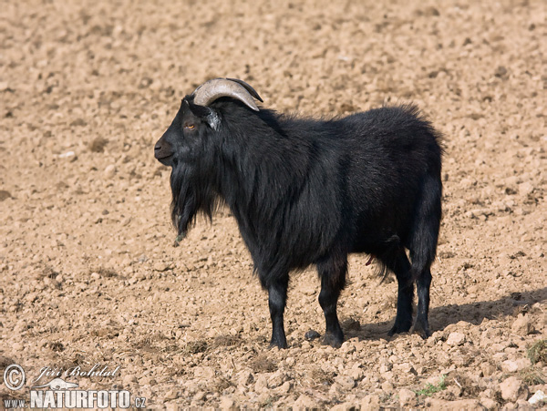 Pygmy Goat (Capra aegagrus hircus)
