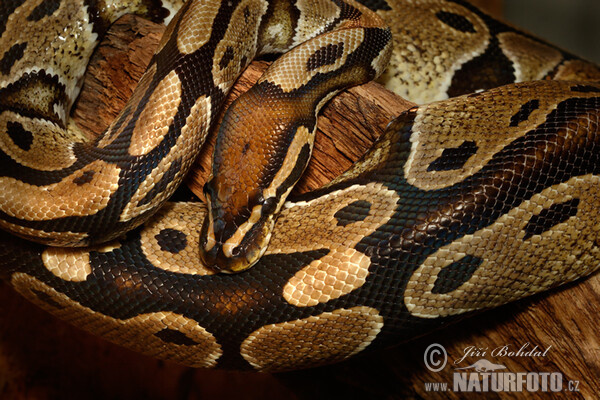 Python regius