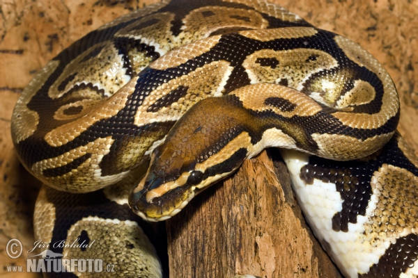 Python regius