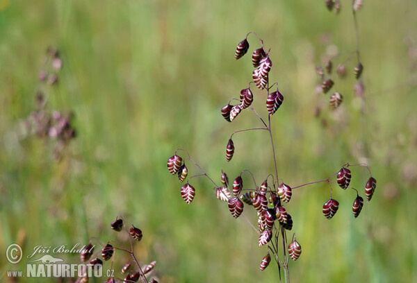 Quaking-grass (Briza media)