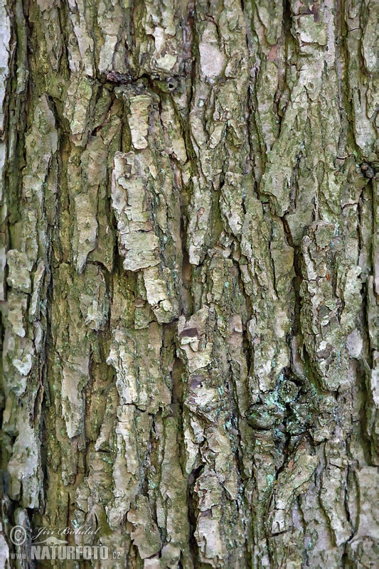 Quercus petraea