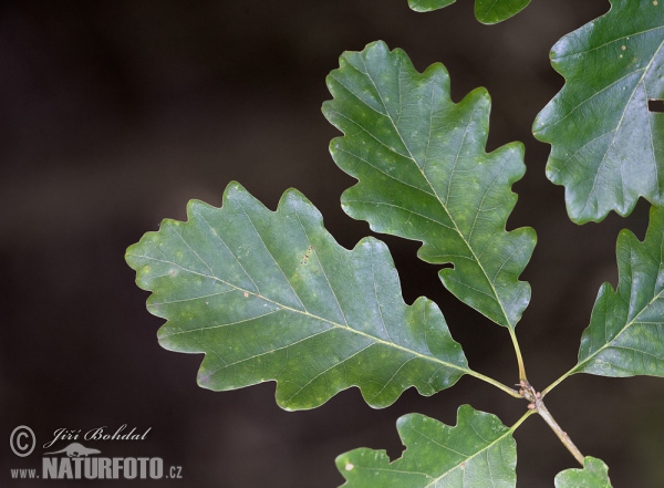 Quercus petraea