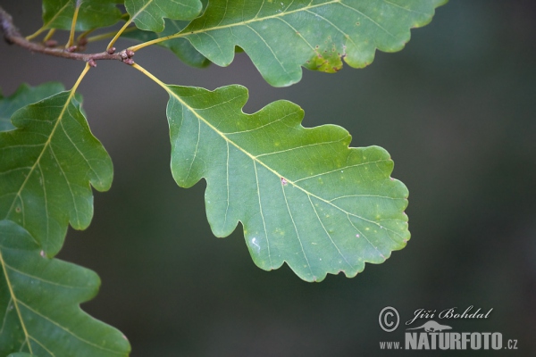 Quercus petraea