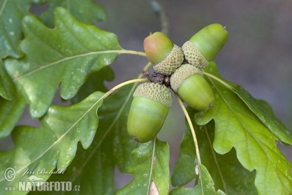 Quercus petraea