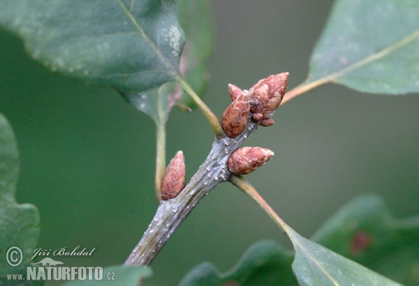 Quercus petraea