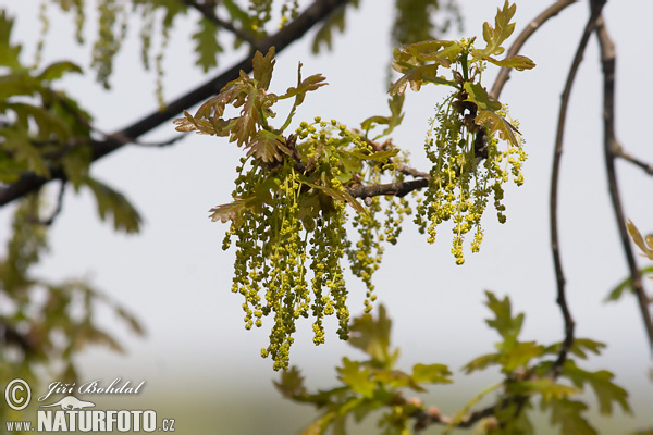 Quercus robur