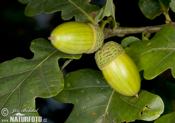 Quercus robur