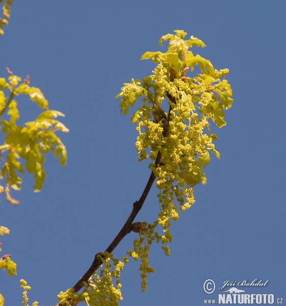 Quercus robur