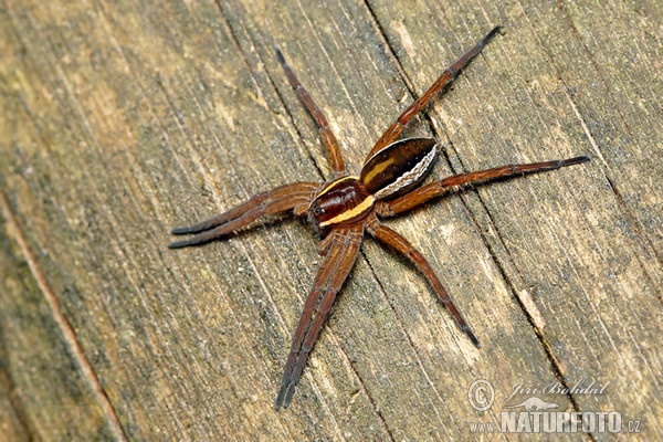 Raft Spider (Dolomedes fimbriatus)