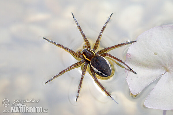 Raft Spider (Dolomedes fimbriatus)