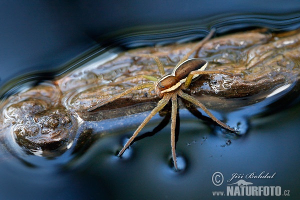 Raft Spider (Dolomedes fimbriatus)