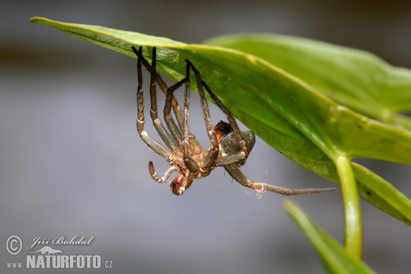 Raft Spider - Exuvia (Dolomedes fimbriatus)