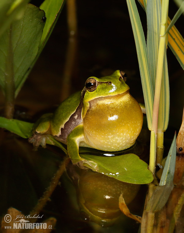 Raganella comune