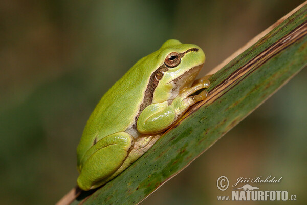 Raganella comune