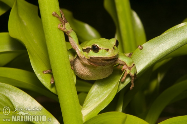 Raganella comune