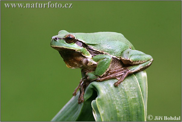 Raganella comune