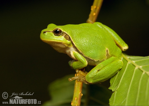 Rainette verte