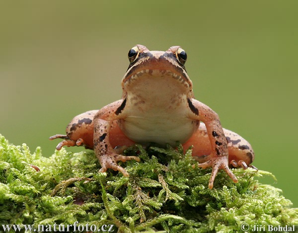 Rana agile