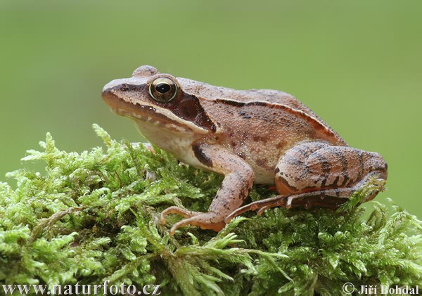 Rana dalmatina