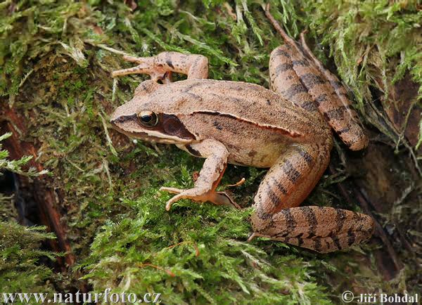 Rana dalmatina