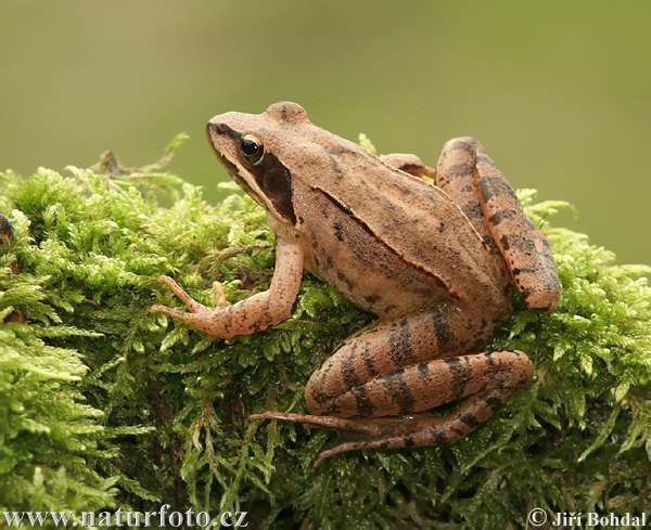 Rana dalmatina