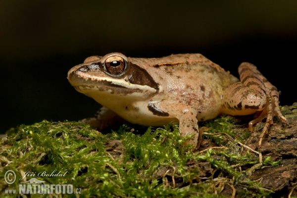 Rana dalmatina