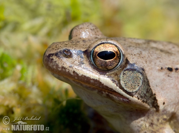 Rana dalmatina