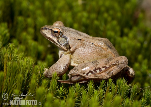 Rana dalmatina