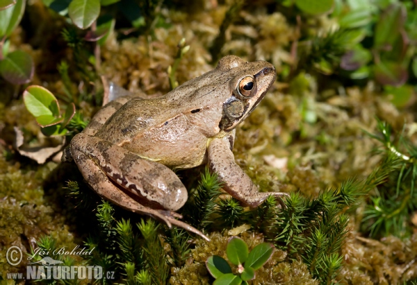 Rana dalmatina