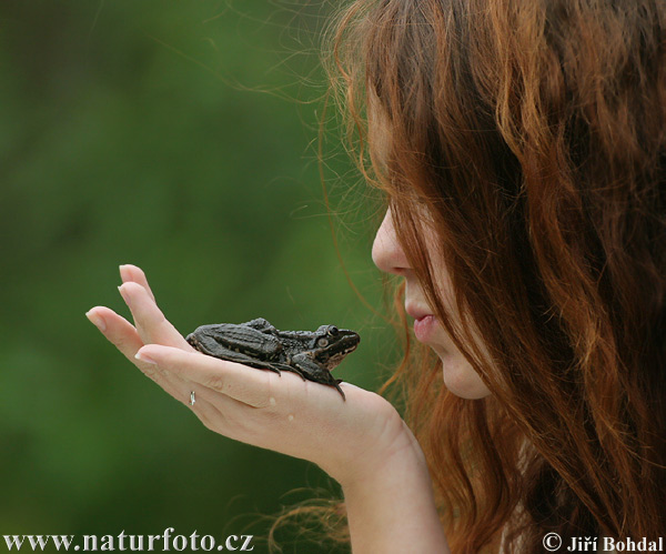 Rana europea común