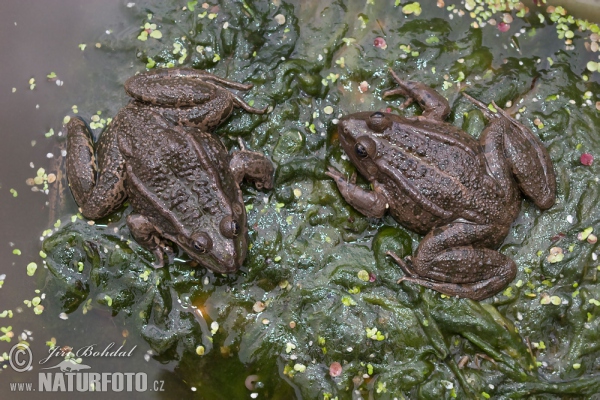 Rana europea común