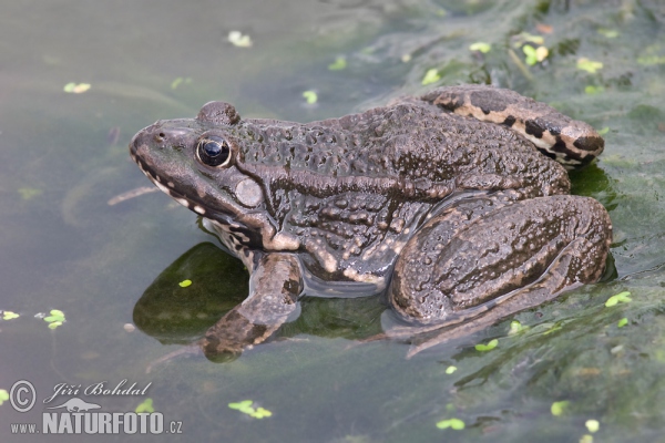 Rana europea común