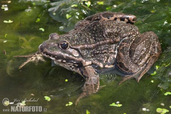 Rana europea común