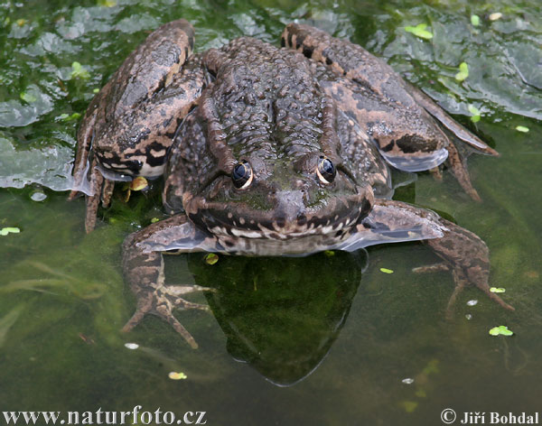 Rana ridibunda