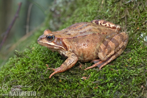 Rana rossa montana