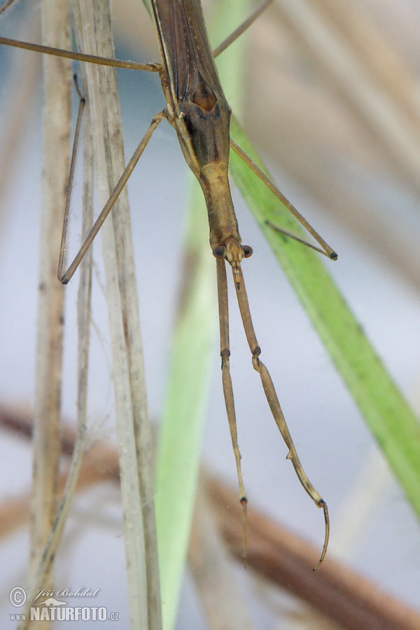 Ranatra linearis