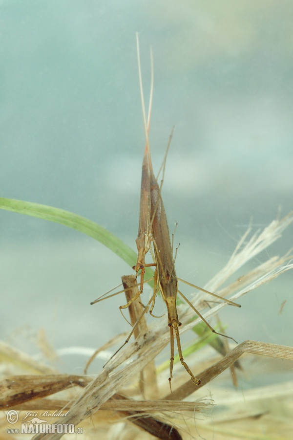 Ranatra linearis