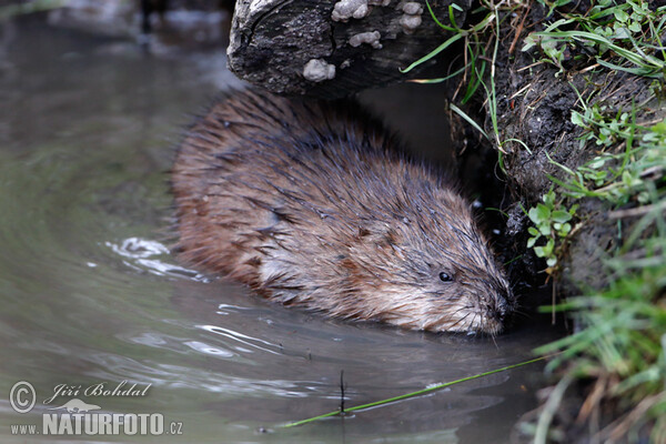 Rato-almiscarado