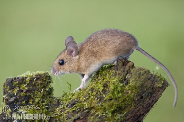 Ratolí de bosc