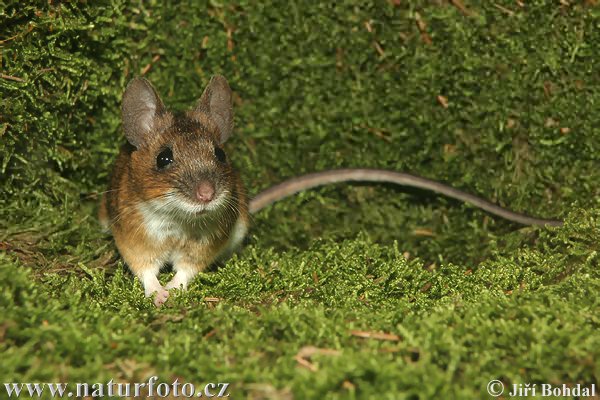 Ratón leonado