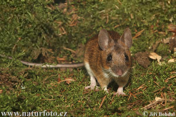 Ratón leonado