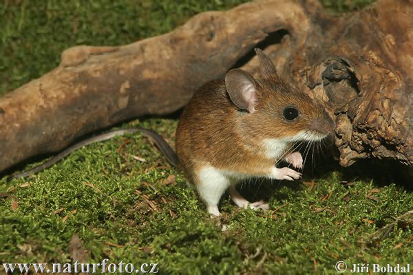 Ratón leonado