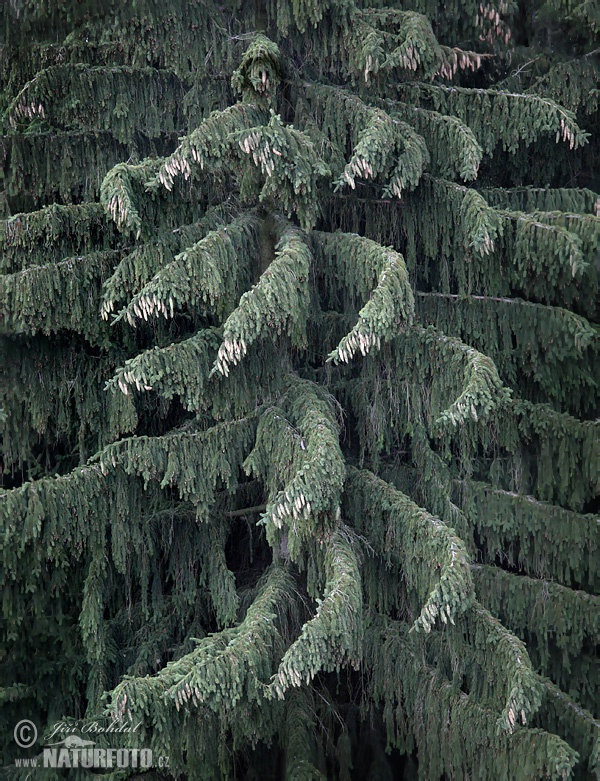 Rauðgreni