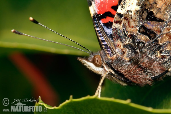 Red Admiral (Vanessa atalanta)