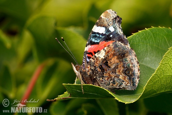 Red Admiral (Vanessa atalanta)